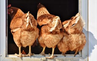 three chickens photographed from behind