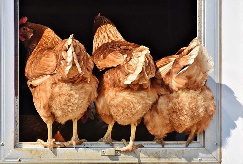 three chickens photographed from behind