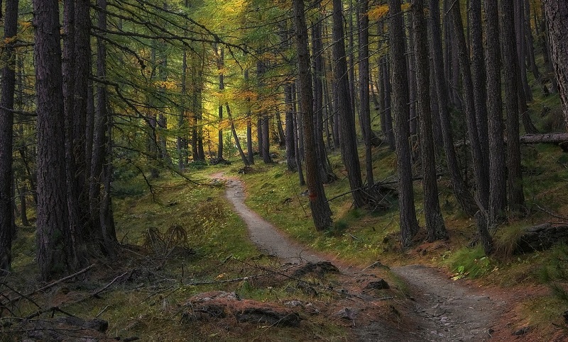 trail through the woods