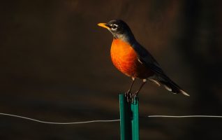 robin perching on a fence post