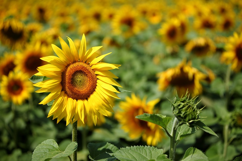 field of sunflowers with one flower in focus
