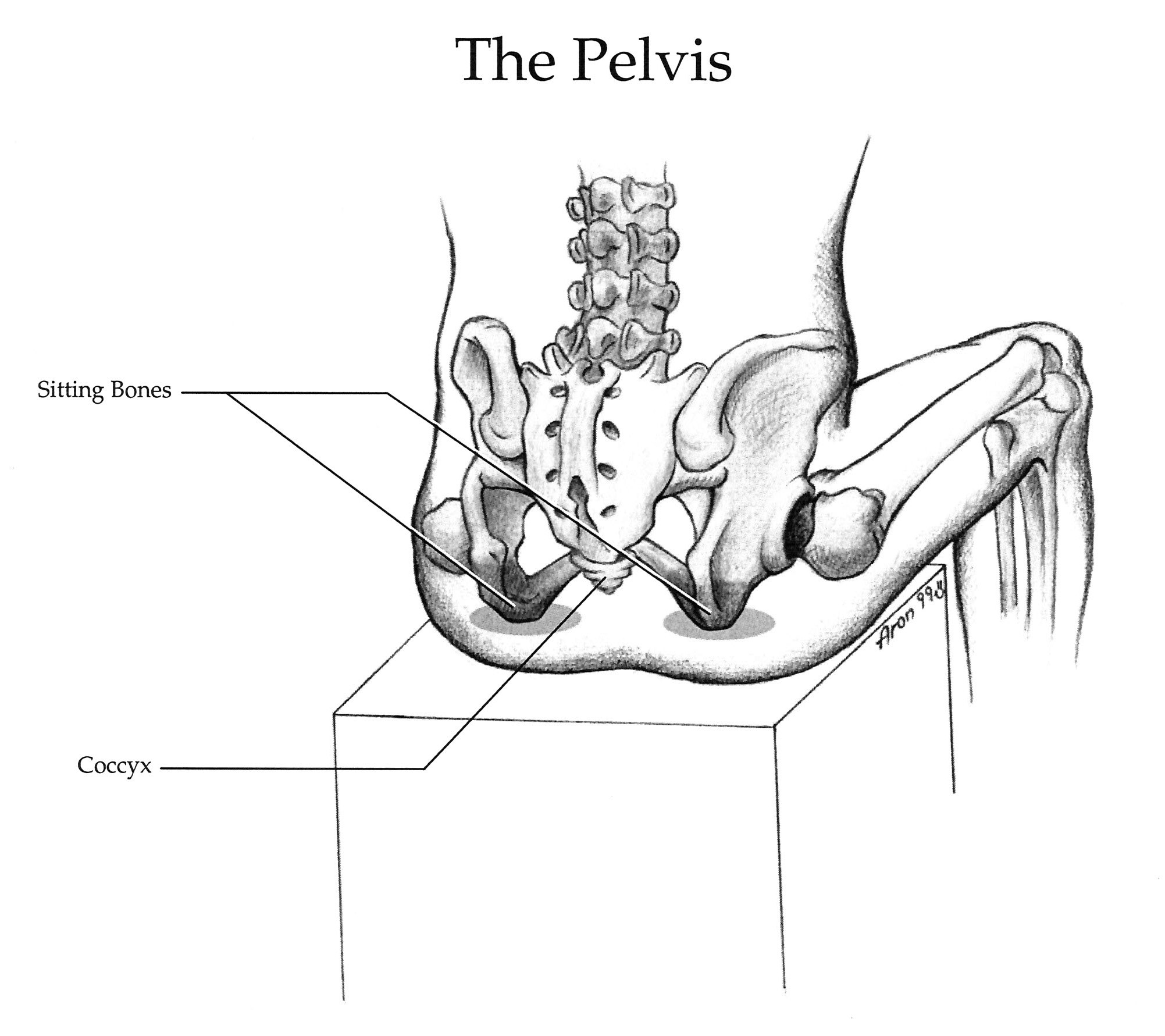 illustration of pelvis with rocker shaped sitting bones