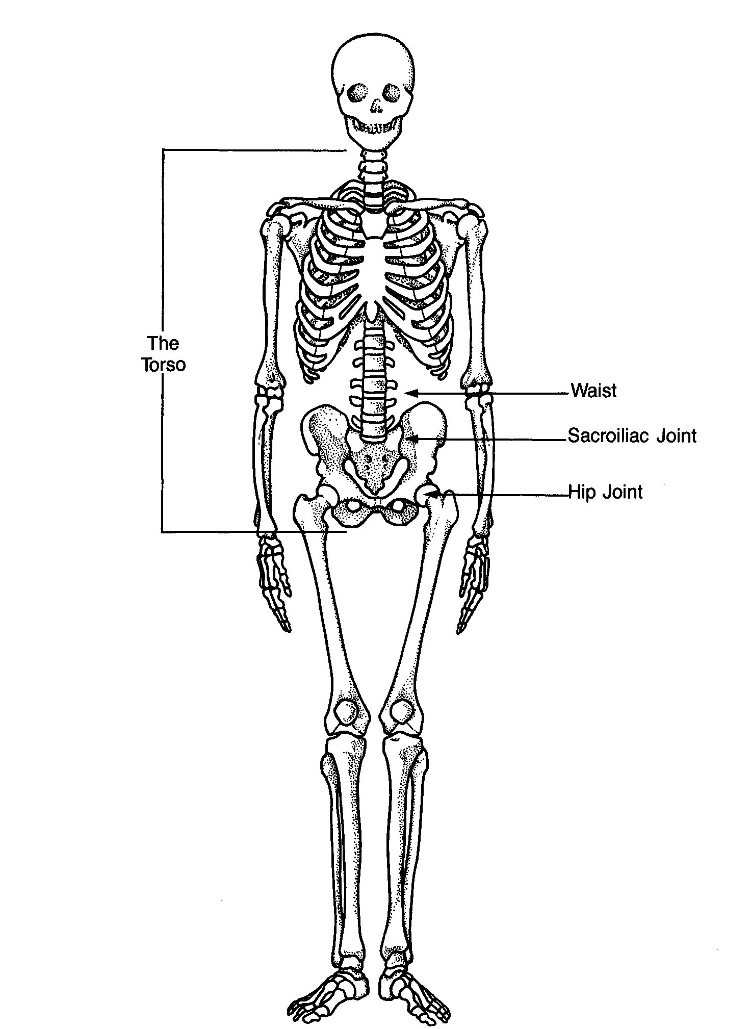 Skeleton as viewed from teh front showing the locatin of the waist vs the hip joints