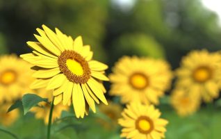 picture of a sunflower in focus in foreground, rest of sunflowers blurred in background