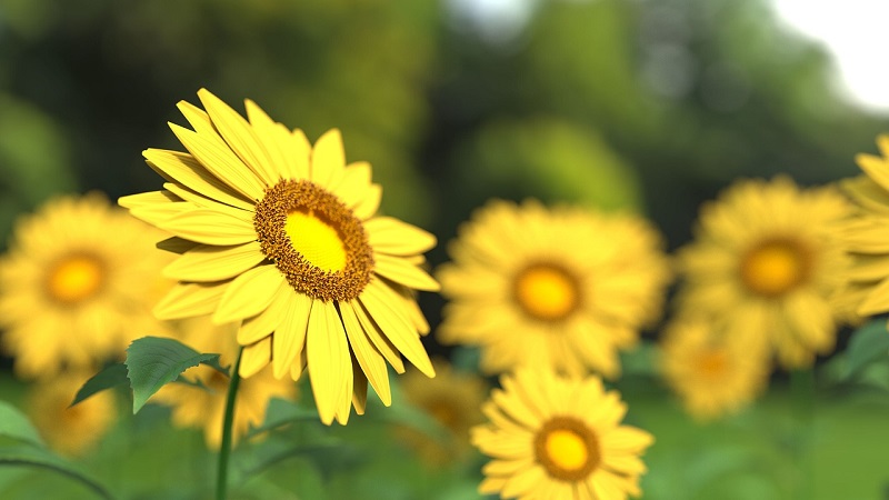picture of a sunflower in focus in foreground, rest of sunflowers blurred in background